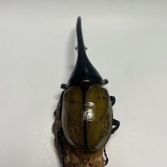 もっちゃん様取引中⑮ヘラクレスオオカブト新成虫ペア品　遠方取引可能の画像