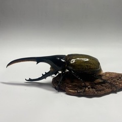 もっちゃん様取引中⑮ヘラクレスオオカブト新成虫ペア品　遠方取引可能の画像