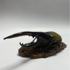 ⑯ヘラクレスオオカブト新成虫ペア品　(オス♂がB品)遠方取引可能
