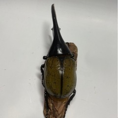 ⑯ヘラクレスオオカブト新成虫ペア品　(オス♂がB品)遠方取引可能の画像