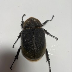 ⑯ヘラクレスオオカブト新成虫ペア品　(オス♂がB品)遠方取引可能の画像