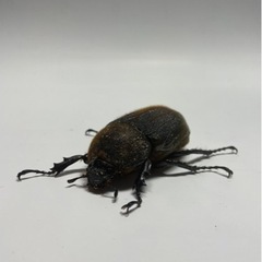 ⑯ヘラクレスオオカブト新成虫ペア品　(オス♂がB品)遠方取引可能の画像