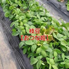 【売り切れ㊗️】みぃ様　⑤枝豆【おつな姫】1袋300g強入り‼1袋350円✕3袋‼️相場1袋550円～＋税‼新鮮採れたて‼️の画像