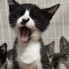【里親様決まりました！里親募集①】やんちゃなちょび髭くん【生後2ヵ月】