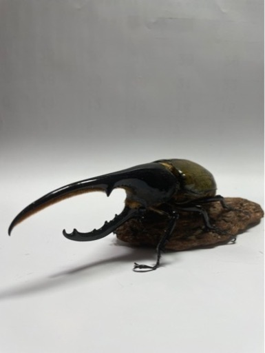 [高田様とお話し中] ⑱ヘラクレスオオカブト新成虫ペア　遠方取引可能