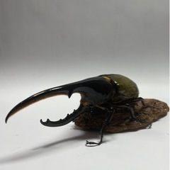 [高田様とお話し中] ⑱ヘラクレスオオカブト新成虫ペア　遠方取引可能 高田様とお話し中] ⑱ヘラクレスオオカブト新成虫ペア 遠方取引可能