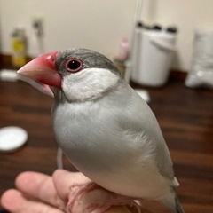 ペット（シルバー文鳥）探してます！