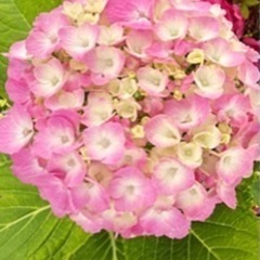 6月9日　茶飲み友達を作る会