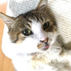 懐っこくておなかいくらでも撫でてOK 疲れをとってくれます - 富士市