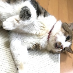 懐っこくておなかいくらでも撫でてOK 疲れをとってくれます − 静岡県