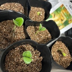 ★希少苗★ズッキーニ　F1　グリーンパンツの画像