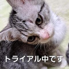 保護子猫の里親になって下さい♪