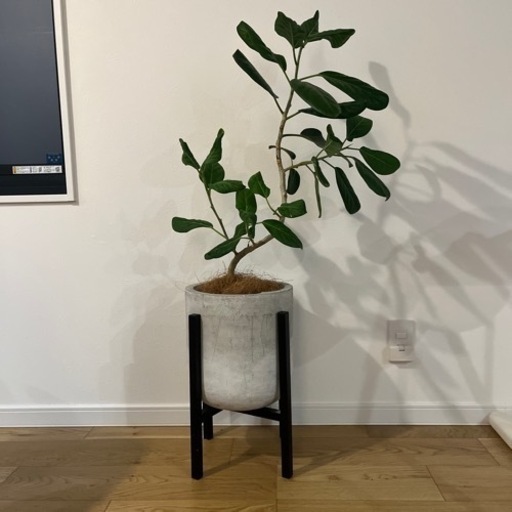 観葉植物　フィカスベンガレンシス 曲がり