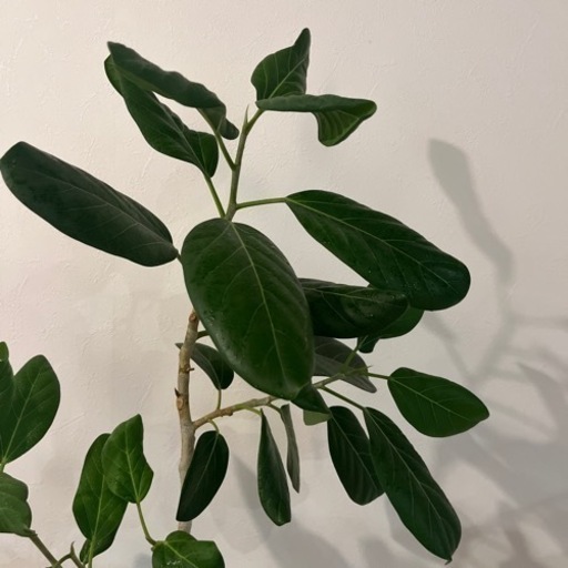 観葉植物　フィカスベンガレンシス 曲がり