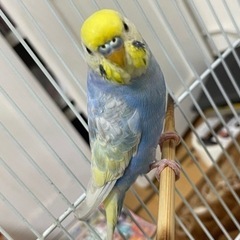 セキセイインコのオスを保護してます！