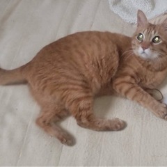 ぴゅーちゃん