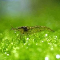 水槽の掃除屋　エビ