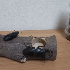 (商談成立)オオクワガタ（川西産）ペア（産卵確認済み・ベストシー...