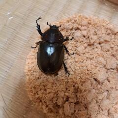 オキナワカブト♂×1、♀×3　①の画像