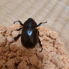 オキナワカブト♂×1、♀×3　①の画像