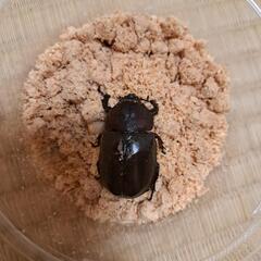 オキナワカブト♂×1、♀×3　①の画像