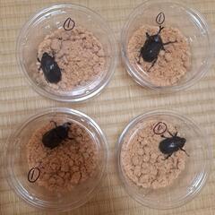 オキナワカブト♂×1、♀×3　①の画像