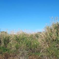 菌ちゃん農法🌱で家庭菜園を一緒にやってみませんか？