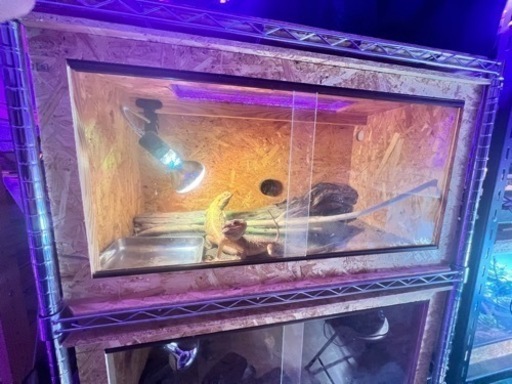 爬虫類ゲージセット