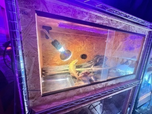 爬虫類ゲージセット