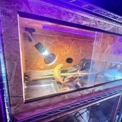 爬虫類ゲージセットの画像