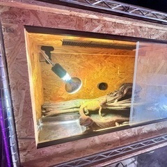 爬虫類ゲージセットの画像