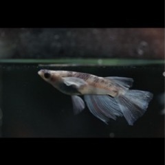 メダカ　卵　多品種高級メダカの画像