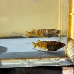 メダカ　卵　多品種高級メダカの画像