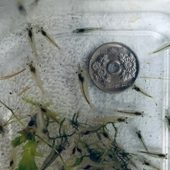ミナミヌマエビ　10匹