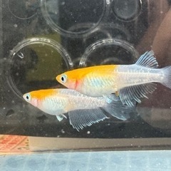 メダカ　卵　多品種高級メダカの画像