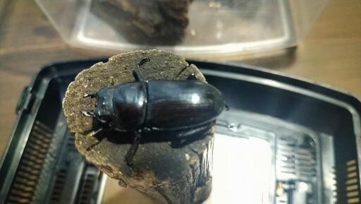 オオクワガタ　上阿古谷\u0026能勢　♀2匹