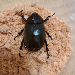 オキナワカブト♂1、♀1  ③の画像