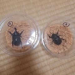 オキナワカブト♂1、♀1  ③の画像