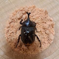 オキナワカブト ♂1、♀1 ④