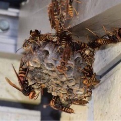 害虫害獣害鳥の画像