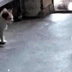 保護子ねこ