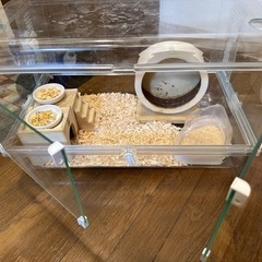 ハムちゃんお迎えセット
の画像