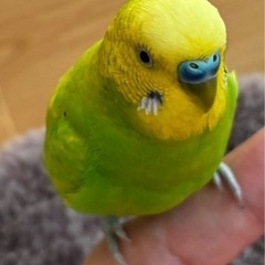 セキセイインコを探しています