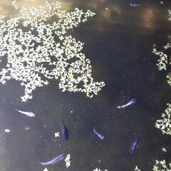 メダカまとめ売り🐟𓆟➕針子の画像