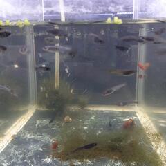 メダカまとめ売り🐟𓆟➕針子の画像