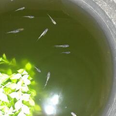 メダカまとめ売り🐟𓆟➕針子の画像