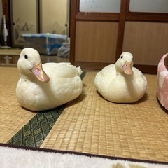 募集終了