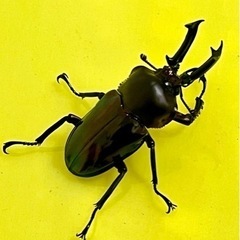 ニジイロクワガタ　ダーク系♂♀【完売御礼】