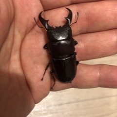ダイトウヒラタ50ミリ♂33ミリ♀ペア