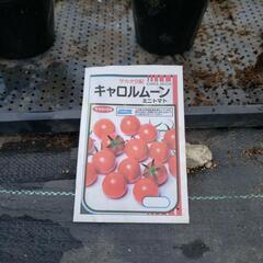 無料ミニトマト苗